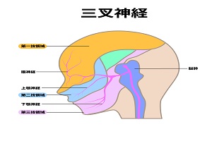三叉神経 三叉神経