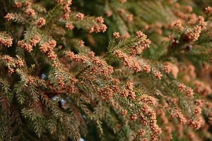 花粉症 花粉症