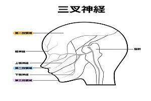 三叉神経の分布図