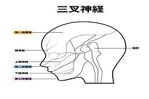 三叉神経の分布図 三叉神経の分布図